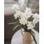 Real Touch White Narcissus 13”