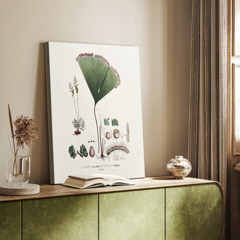 Fougères de la Botanical Society - galerie Cavas, H 27 po x l 18 po