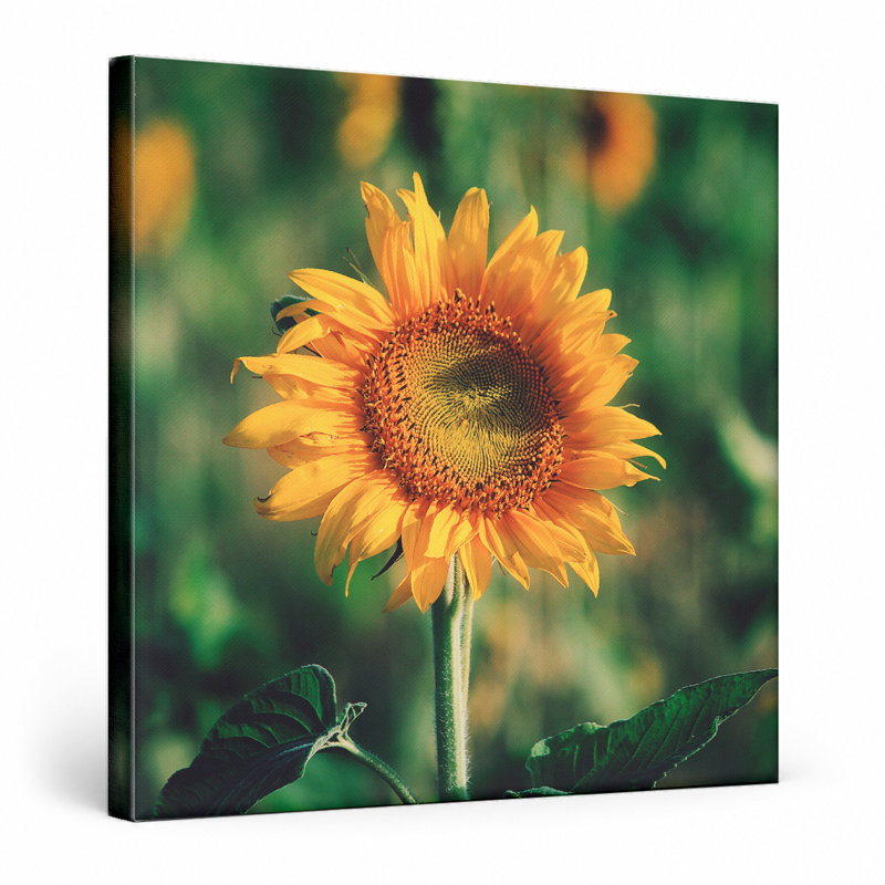 Holst tournesol - art mural carré sur toile, 16" W x 16" H