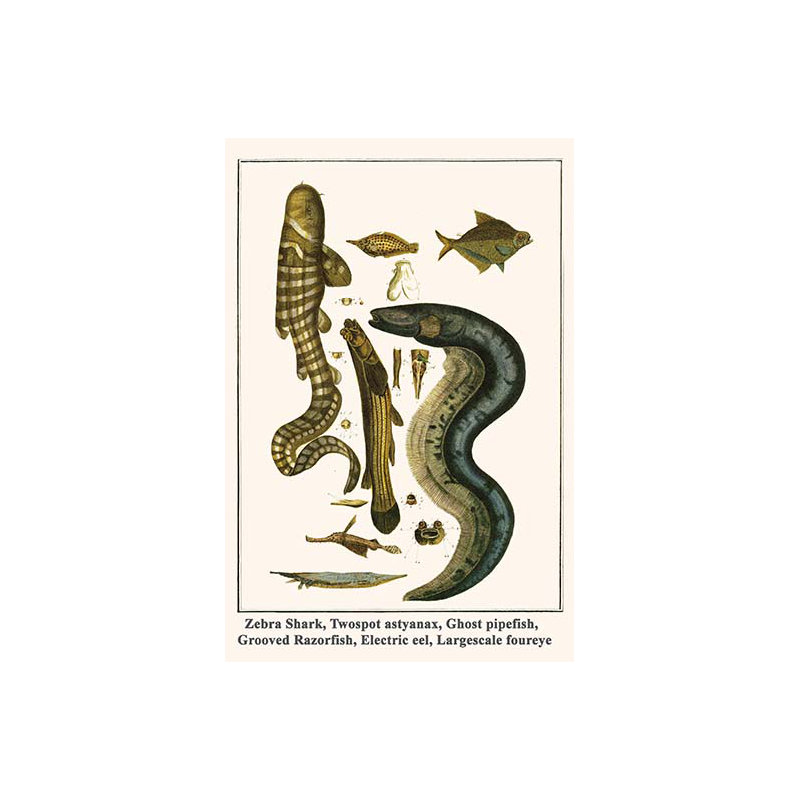 " Zebra Shark Twospot Astyanax Ghost Pipefish Grooved Razorfish ", 36" H x 24" W x 1.5" D