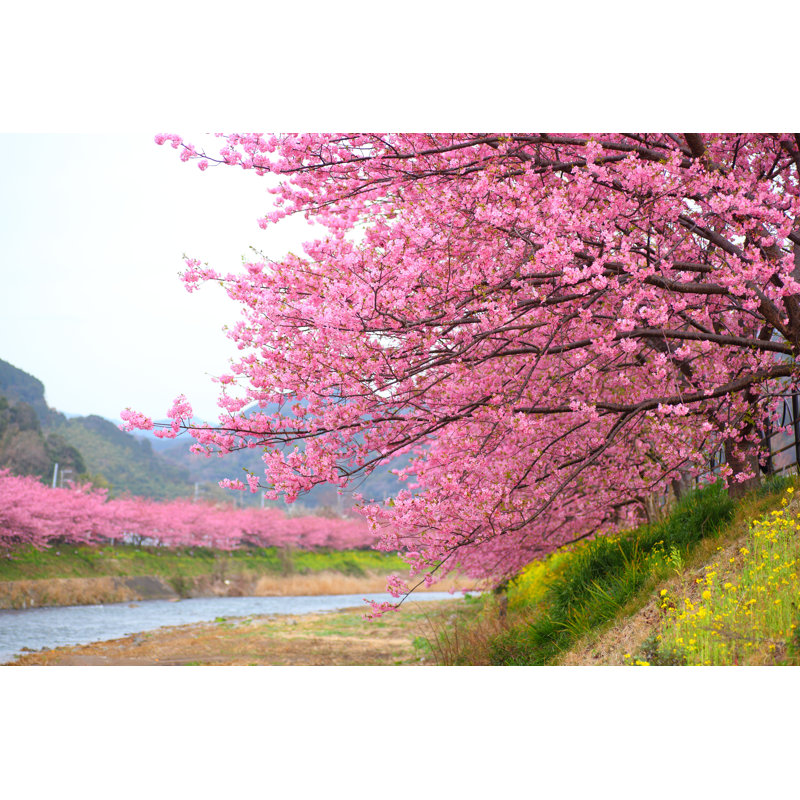 Kawazu Cherry Tree In Shizuoka Japan - Wrapped Canvas Print, 30cm H x 46cm W x 3.8cm D