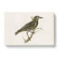 Starling by Von Wright - Wrapped Canvas-55318612