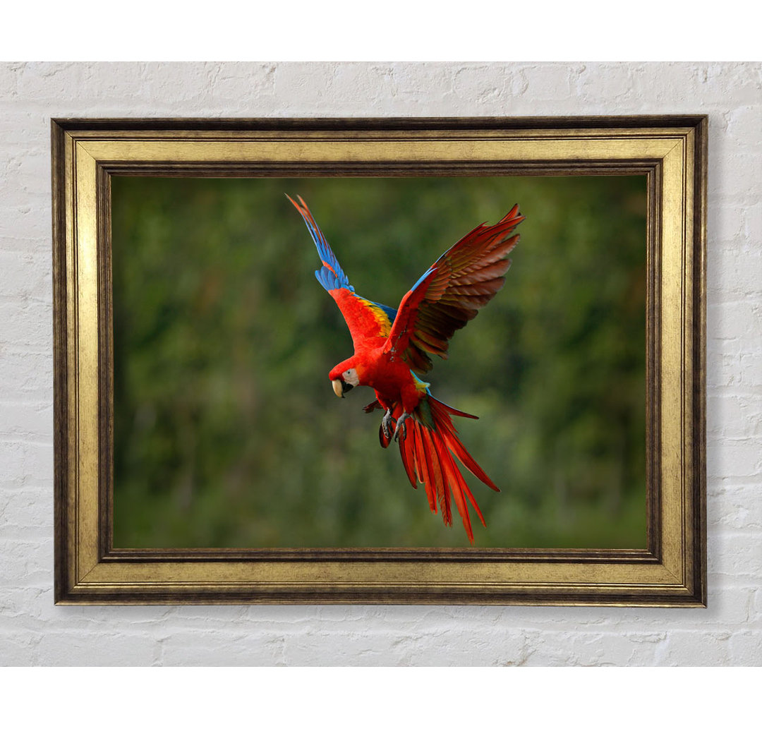 Red Mccaw In Flight - Einzelner Bilderrahmen Kunstdrucke