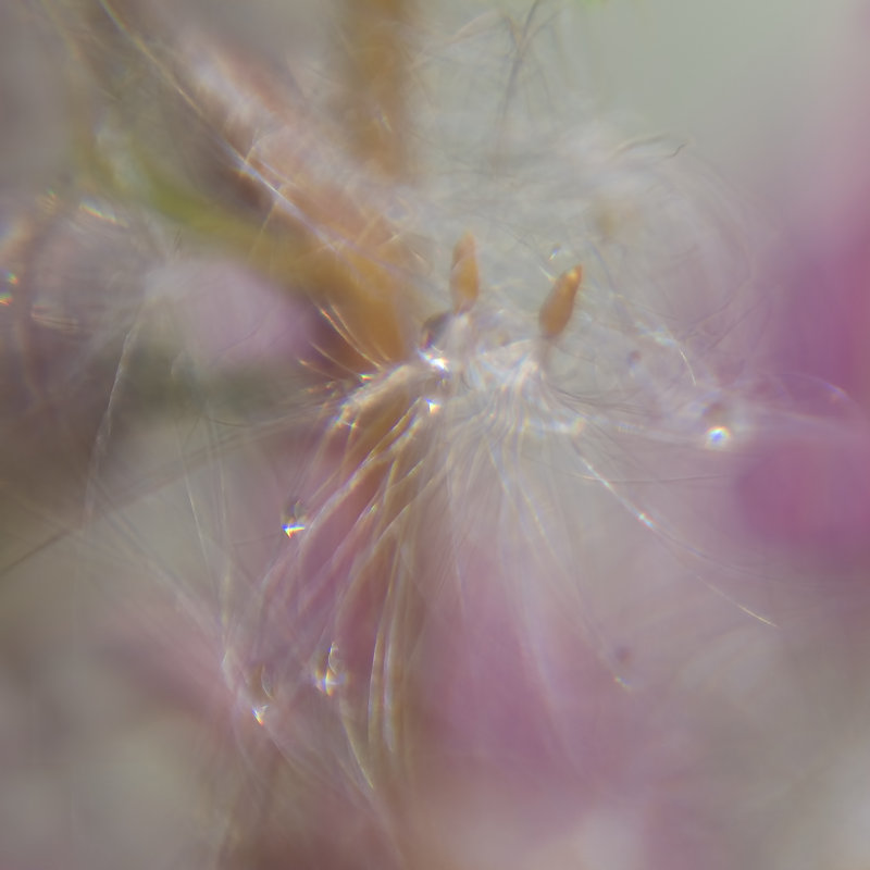 Fairy Dance II, H 12 po x l 12 po