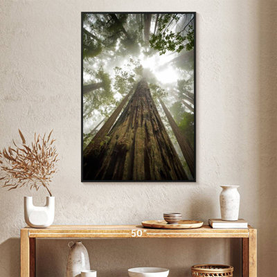 Sequoia Forest Redwoods
