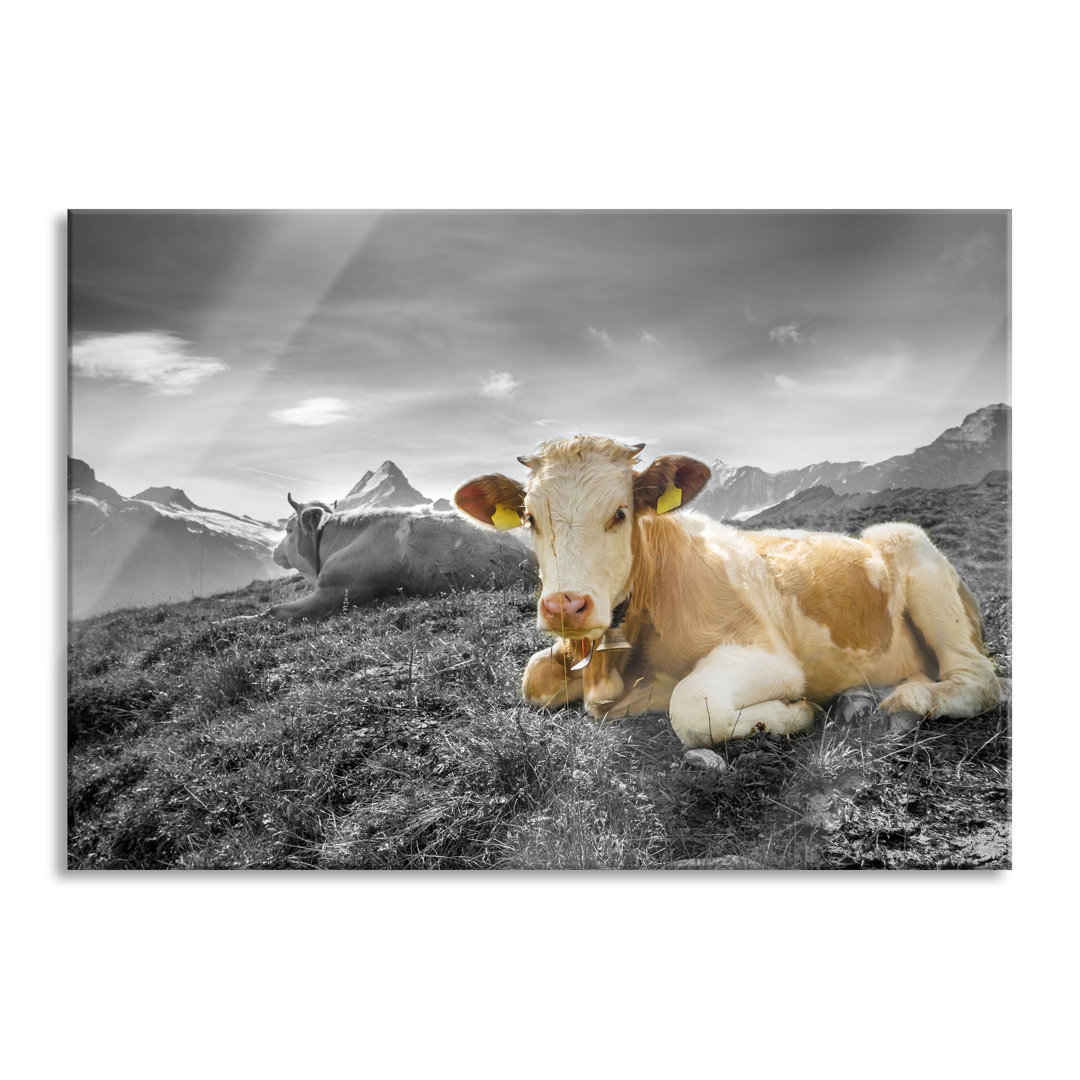 Ungerahmtes Foto auf Glas "Simmental-Kühe vor den Schweizer Alpen"