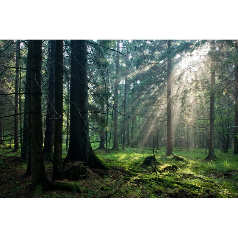 Forest With Sun Rays - Wrapped Canvas Print, 51cm H x 76cm W x 3.8cm D