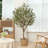 Adcock 84" H Floor Olive Tree in Pot