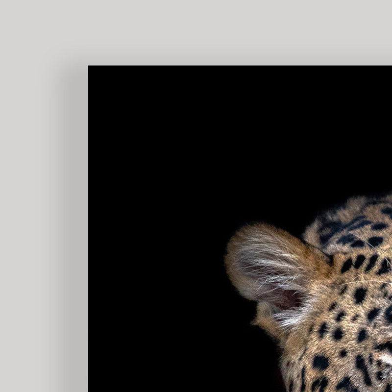 «Leopard Resting», art mural sur toile tendue par Nauzet Baez, Toile tendue, H 8 po x l 12 po