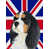 Épagneul cavalier King Charles 2 sélectionné