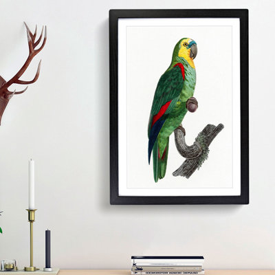 A Turquoise-Fronted Parrot by F. Levaillant - Framed Print