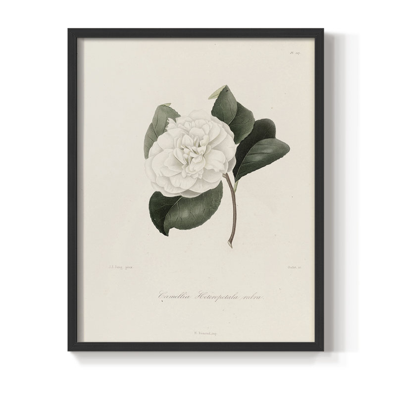 Impression florale vintage encadrée CL XXII - bois massif, Noir, noir, noir, noir, H 30 po x l 24 po