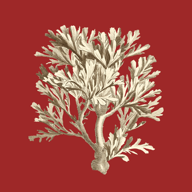 Corail sur rouge IV, H 20 po x l 20 po x P 1,25 po