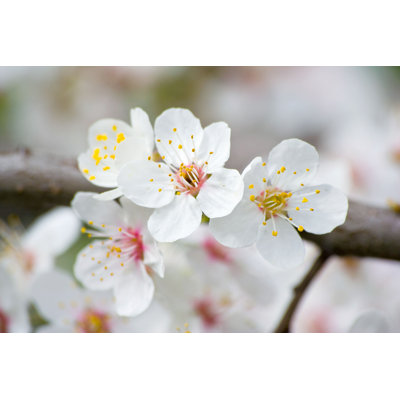 Samaire " Apple Blossoms In Spring "