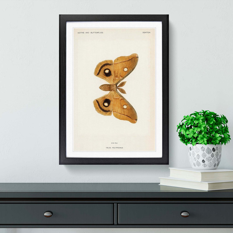 Polyphemus Moth by S.F. Denton - Picture Frame Painting Print, 36cm H x 27cm W x 2cm D, Black Framed