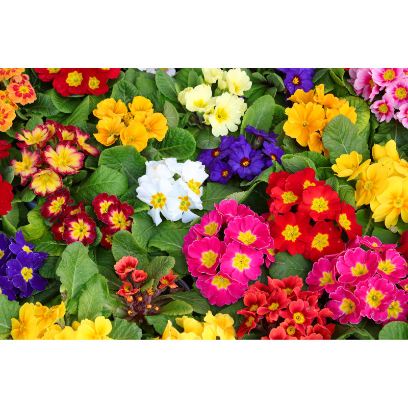 Coloured Primroses - Photographie sur toile tendue, H 8 po x l 12 po