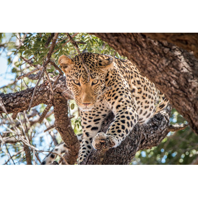 Leopard Staring by Simoneemanphotography - Wrapped Canvas Print