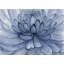 Blue Petals Flower - Toile encadrée pour le décor du salon