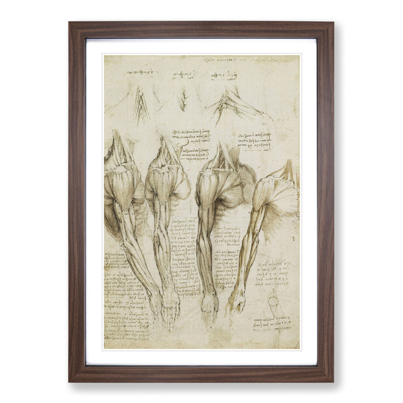 Human Anatomy Vol.8 by Leonardo Da Vinci - Picture Frame Drawing, Walnut Framed, 48cm H x 36cm W x 2cm D