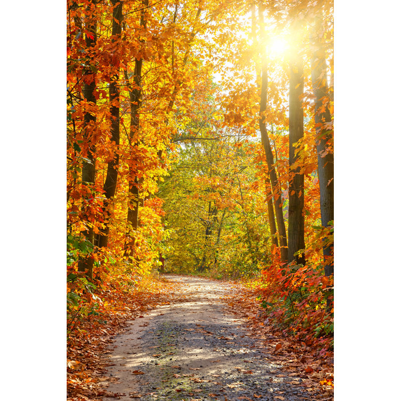 Forêt d'automne - Photographie sur toile tendue, H 18 po x l 12 po