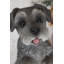 Schnauzer miniature assis