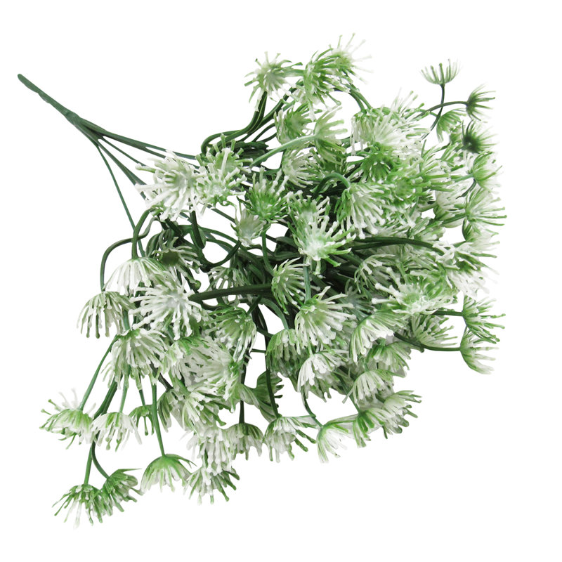 Queen Anne's Lace Flower Bush, White