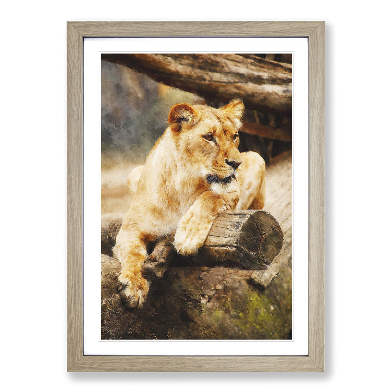 Lioness - Picture Frame Graphic Art, Oak Framed, 36cm H x 27cm W x 2cm D