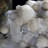 Dawon Landscape & Nature Crystal