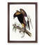 Black-Breasted Buzzard by Elizabeth Gould - Picture Frame Art Print-55512352-55512348