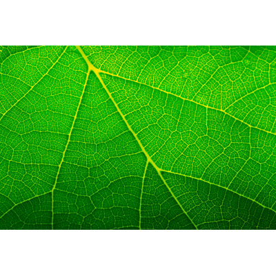 Green Leaf by Kasia75 - Wrapped Canvas Print