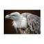 Art sur toile «Thewesm Der Blick»-109334604