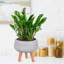 Plaited Style Bowl Planter with Feet-916595665-916595666