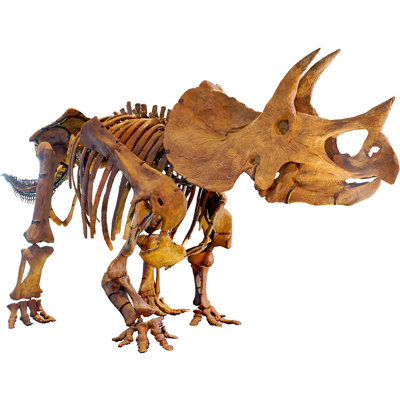 Squelette en carton Triceratops