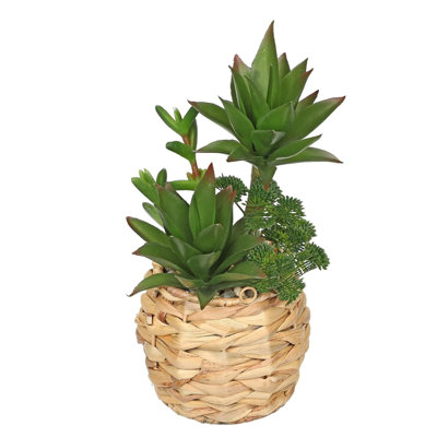 25.4cm Plant