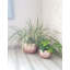 Shawnda Metal Pot Planter