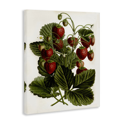 Art mural sur toile Strawberry Plant Study