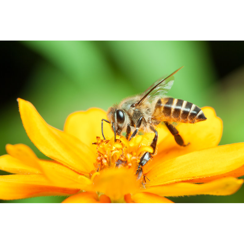 «Honey Bee Eating» par Dykyostudio - Photographie sur toile tendue, L 12 po x H 8 po