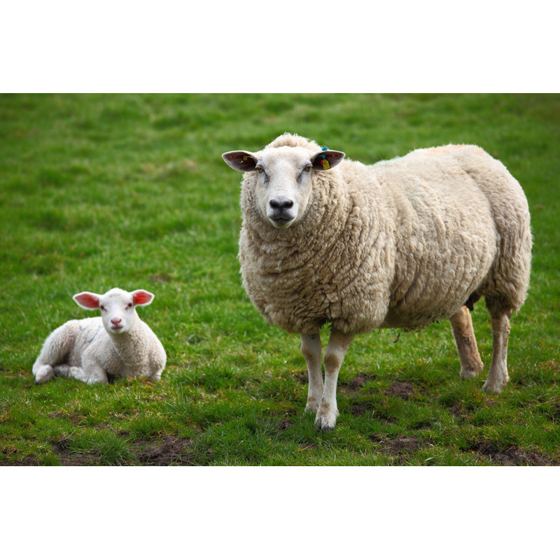 «Sheep and a Lamb» par Pahham - photographie sur toile tendue, H 32 po x l 48 po