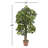 Schefflera Silk Tree