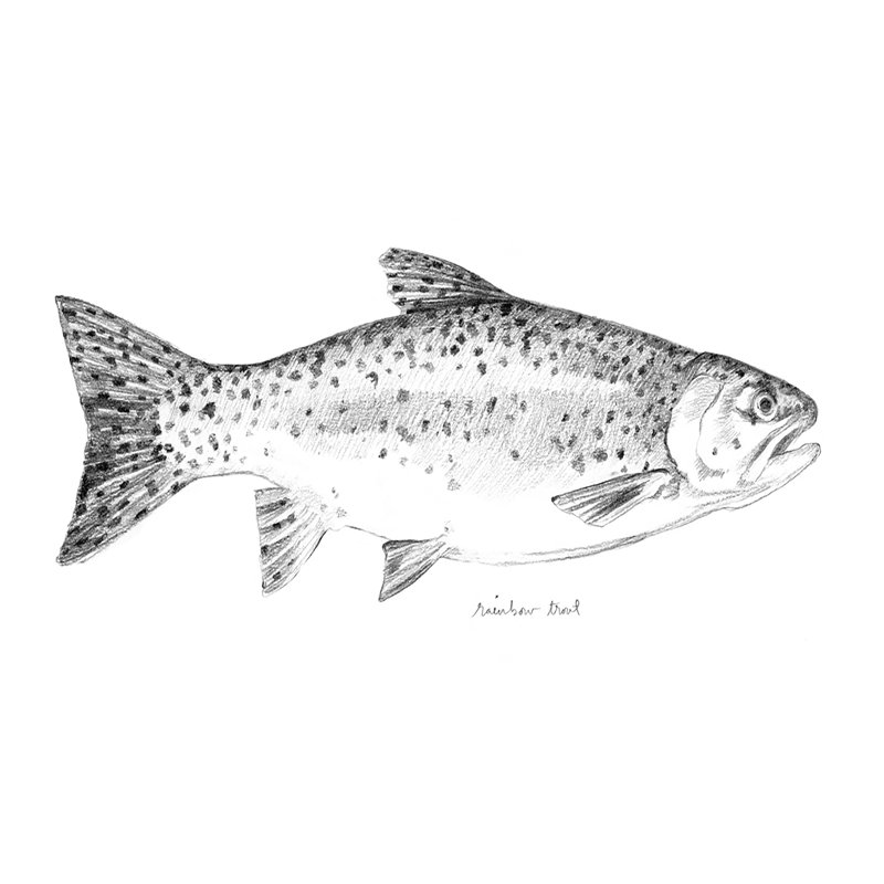 Sketch Of The Day I by Emma Caroline - Print on Canvas, 30cm H x 46cm W, Black Floater Framed