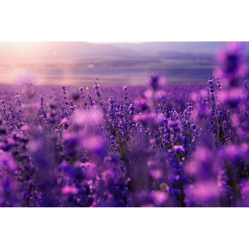 Antonis Wild Grass And Lavender Flowers - Wrapped Canvas Print, 30cm H x 46cm W 3.8cm D