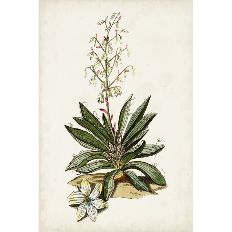 Étude botanique antique I, H 30 po x l 20 po x P 1,25 po
