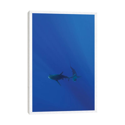 Hawaiian Shark VIII 1 Piece Wall Art on Canvas