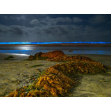 Bioluminescence At La Jolla, Shores San Diego by Brian Mc Clean