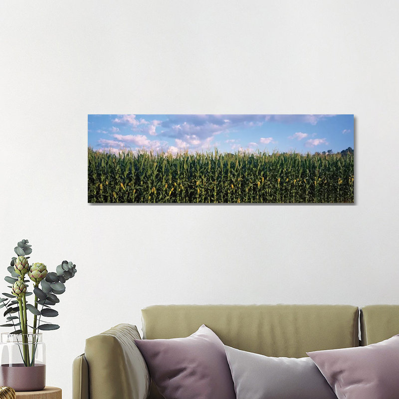 Corn Field, Baltimore County, Maryland, USA - Wrapped Canvas Panoramic Print, 121.92 cm H x 40.64 cm W x 1.91 cm D