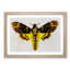 Deathshead Moth - Picture Frame Painting Print-55491285-55491286