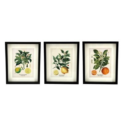 Three Citrus 3 Piece Single Picture Frame Wall Art