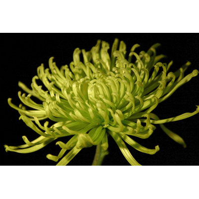 Fuji Mum II