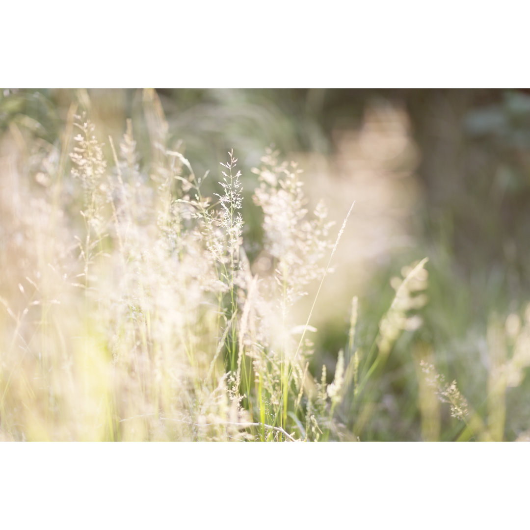 Gras im Sommer von SilviaJansen - Druck auf Leinwand ohne Rahmen