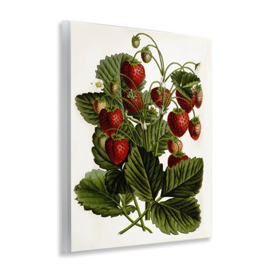 Strawberry Plant Study Wall Plaque Art by Lettered and Lined